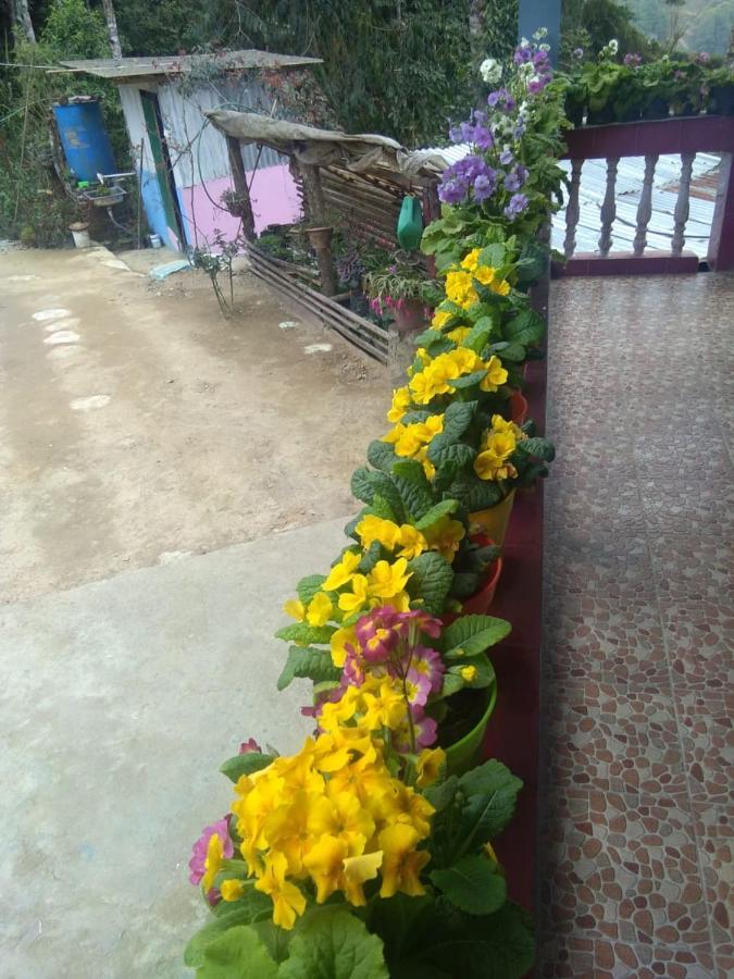 Joe'S Farm Darjeeling (West Bengal) Exterior foto